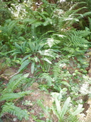 Cornus canadensis