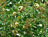 Quercus wislizenii var. frutescens