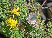 Burnsius albescens