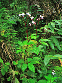 Begonia decandra