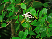 Hillia parasitica