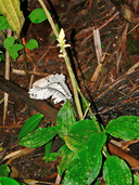 Caribbean False Helmetorchid