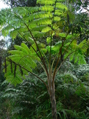 Cyathea arborea