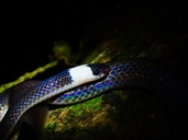 Colombian Long-tailed Snake