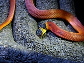 Redback Coffee Snake