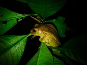 Common Mexican Tree Frog