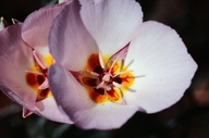 Arizona Mariposa Lily