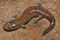 Desmognathus amphileucas