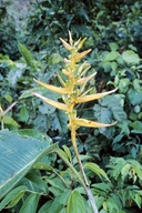 Heliconia lingulata