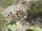 Abutilon californicum