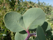 Stegnosperma halimifolium