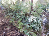 Gaultheria ovatifolia