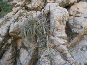 Hechtia montana