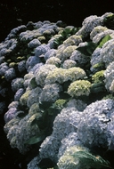 Hydrangea macrophylla ssp. macrophylla