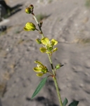 Galphimia angustifolia