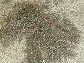 Chamaesyce polycarpa