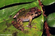Black-lined Robber Frog