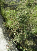 Ludwigia octovalis