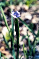 Narrow-leaf Blue-eyed Grass