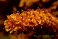 Bulbophyllum tricornoides