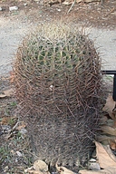 Ferocactus cylindraceus var. lecontei