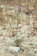 Gilia tenuiflora ssp. tenuiflora