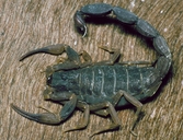 Brazilian Black Scorpion
