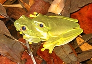 Litoria gracilenta