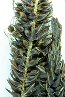 Carex aquatilis var. dives