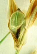 Carex geyeri