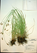 Carex integra