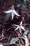 Erythronium dens-canis ssp. niveum