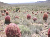 Leconte's Barrel Cactus