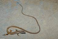 Takydromus sexlineatus