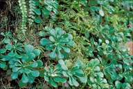 Saxifraga cuneifolia