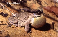 Rhinella granulosa