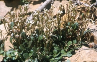 Cardamine bellidifolia