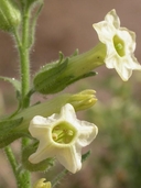 Nicotiana trigonophylla