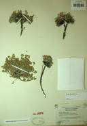 Draba densifolia