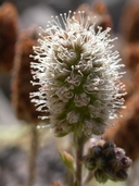 Petrophytum caespitosum ssp. caespitosum