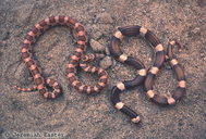 Leafnose Snake