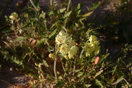 Chylismia claviformis ssp. peirsonii