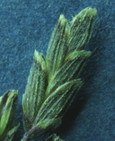 Torreyochloa pallida var. pauciflora