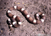 Saddled Leafnose Snake
