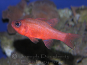 Guadelupe Cardinalfish