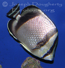 Threebanded Butterflyfish