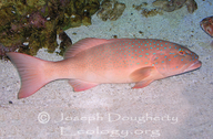 Barred-cheek Coral Trout