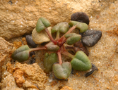 Eriogonum apricum var. apricum