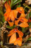 Dendrobium vexillarius var. uncinatum