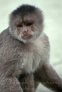 Maranon White-fronted Capuchin